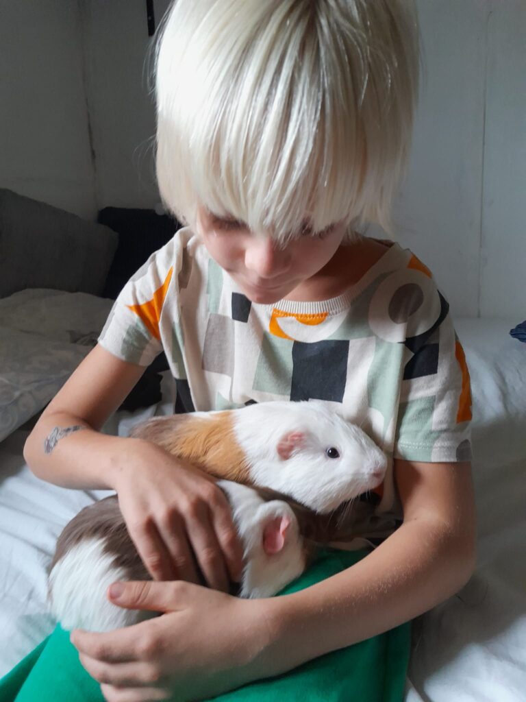 Our Guinea Pigs